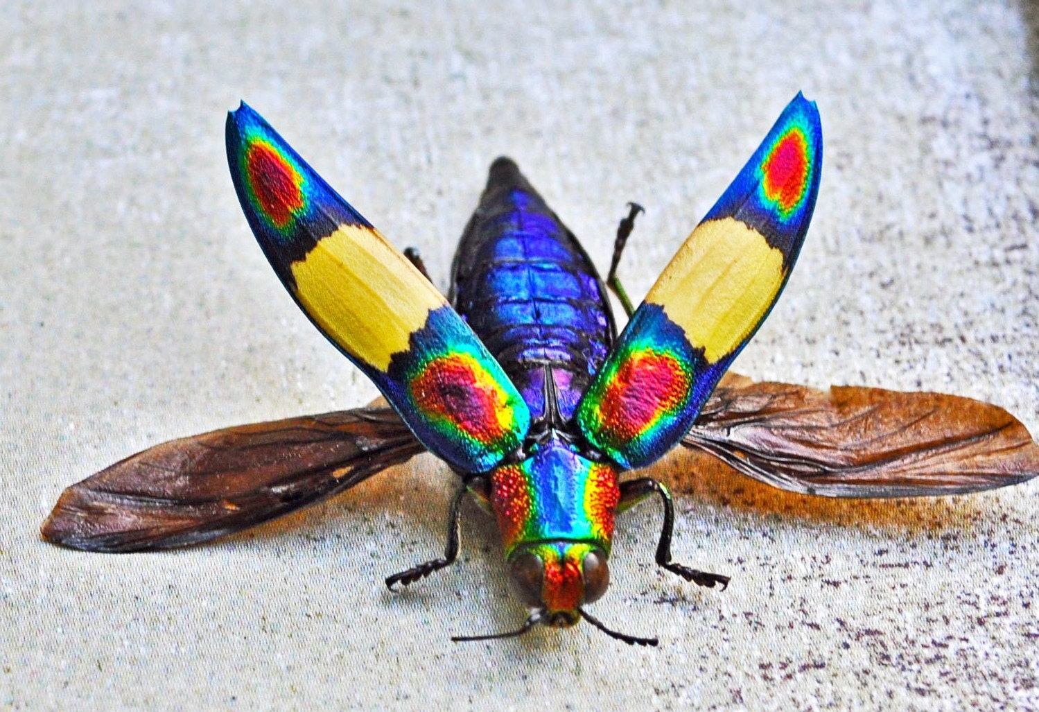 Rainbow Beetles OOAK Insect