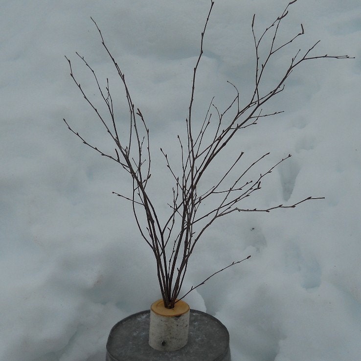 Rustic Centerpiece Large Birch Branches Holiday Wedding Mantle Decor