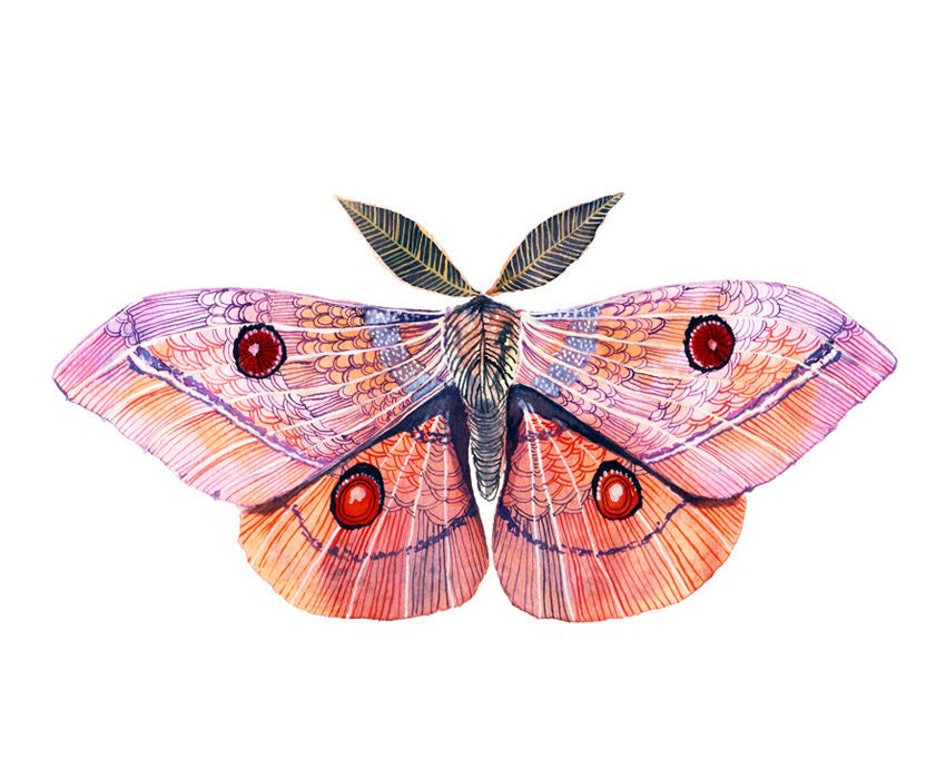 moth
