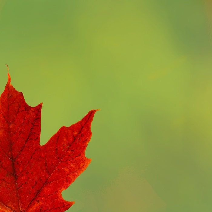 Canada+maple+leaf+red