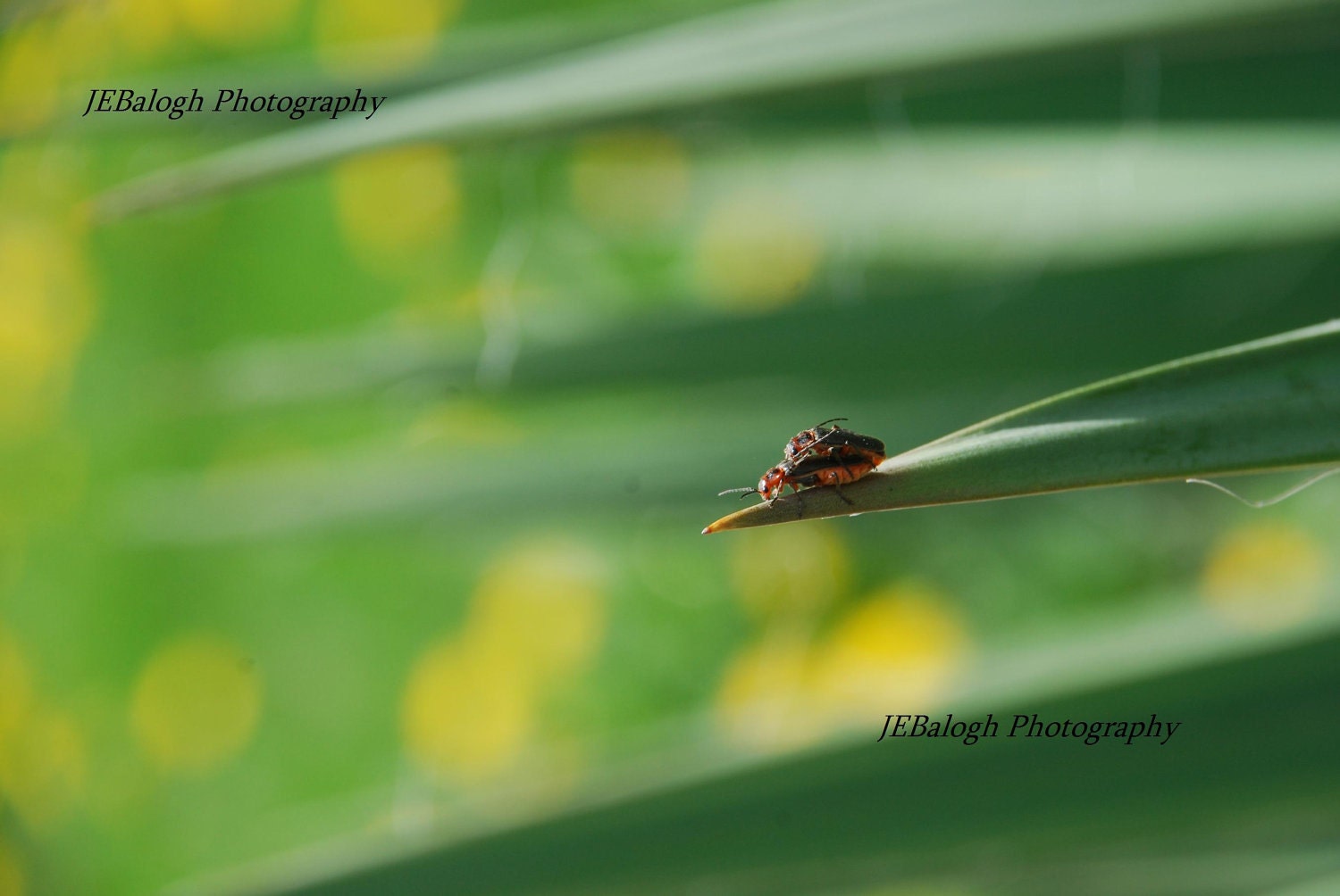 insex の掲示板投稿写真＆画像