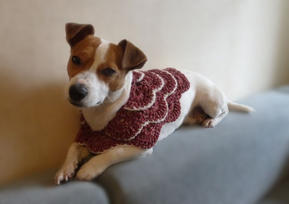 Amazon.com: Best of Chums Crochet Booties - Dog: Clothing
