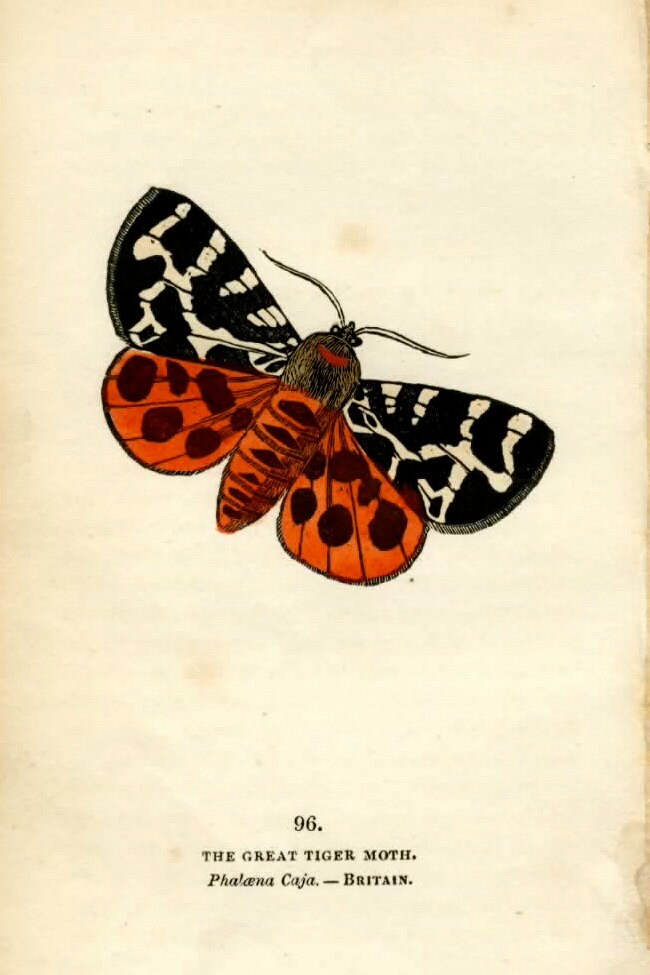  MARIPOSAS PARA DECOUPAGE