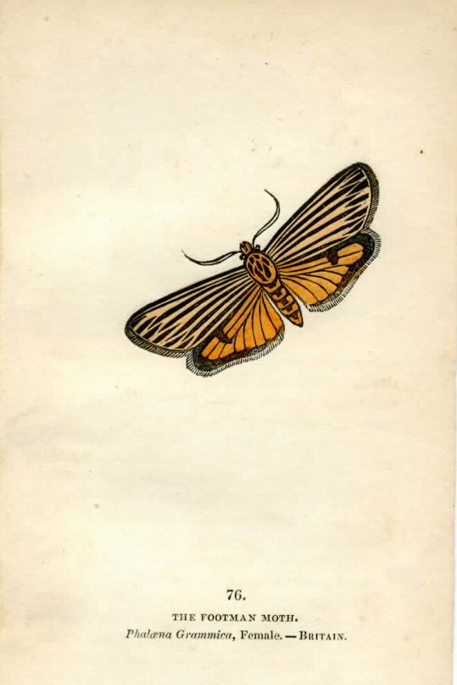  MARIPOSAS PARA DECOUPAGE