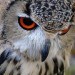 owlnote
