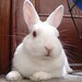 roundrabbit
