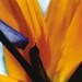 vitaphotography