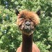 Royalpaca
