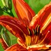 MysticLily