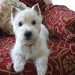 evie1621