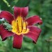 RedBarnGarden