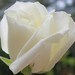 BrightRoseCreations