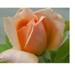 Peachygirl