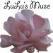 lulusmuse