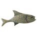 fishandmorefish