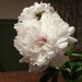 RoxanneBellDesigns