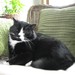 Spunkiethecat