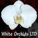 WhiteOrchidsLTD