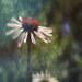 Caradonnaphotography