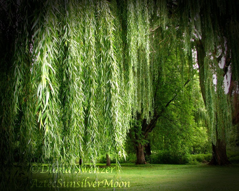 Willow Weeping Tree