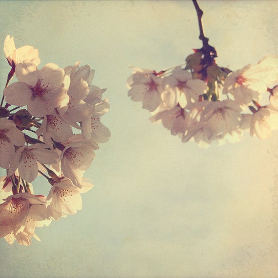 Nature Spring Photograph, Lovely, Feminine, Cherry Blossoms, Spring, Park, Wall Decor, White, Soft Colours -Early Spring Morning (8x8)