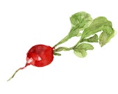 Radish, art print of original watercolor painting, red and green, Vegetables art,  Botanical painting, Kitchen art, minimalist, garden