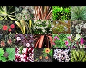 Flower Collage 18" x 12" Digital Collage