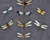 Dragonfly Magnets Wholesale Lot of 8  Refrigerator Magnets