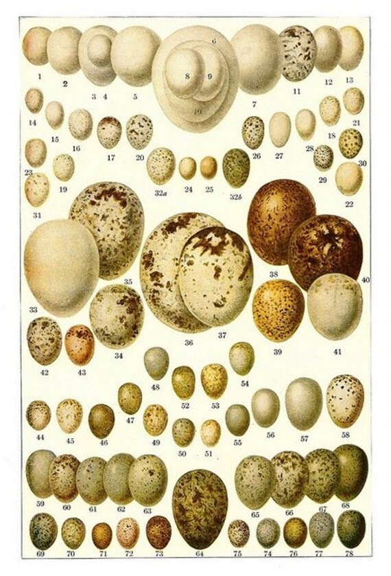 Vintage Egg poster | Bird eggs, Egg poster, Eggs