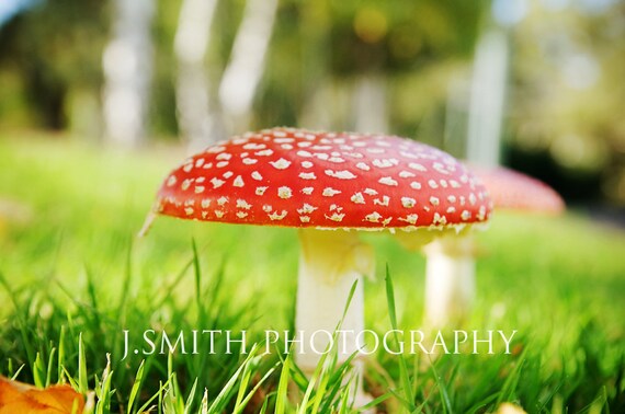 Alice in Wonderland red Mushroom note card / greeting card