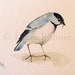 Watercolor Nature Original Painting Woodland Bird Chickadee by Laurie Rohner