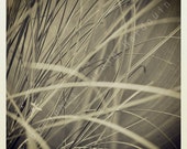 Photography, floral, print, art, deco, design, black and white