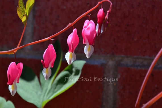 Bleeding Hearts by Sarah Kadlec