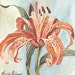 Watercolor Painting Botanical Garden Flower Original Artwork Orange Oriental Lily by Laurie Rohner