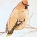 Watercolor Original Nature Painting Cedar Waxwing Woodland Bird by Laurie Rohner