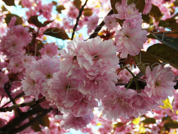 Beautiful Cherry Blossom  photo - 8 x 10 frame Print Art Photography