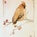 Watercolor Original Nature Painting Cedar Waxwing Woodland Bird by Laurie Rohner