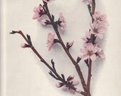 Vintage Floral Lithograph of Kentucky Nectarine Blossoms 1940s (002)