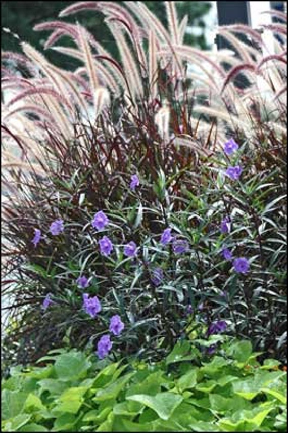 Mexican petunia or ruellia One Young Plant - grows Purple Flowers propagates easily low maintenance