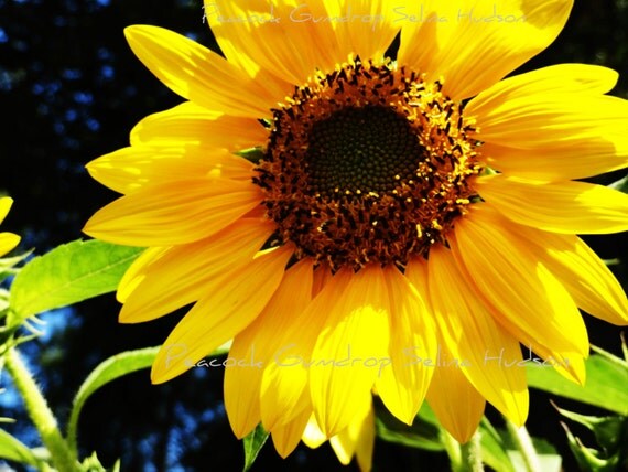 Beautiful Sunflower photo - 8 x 10 frame Print Art Photography Yellow