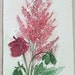 Garden Nature Art Astilbe Geranium Watercolor Original Painting by Laurie Rohner
