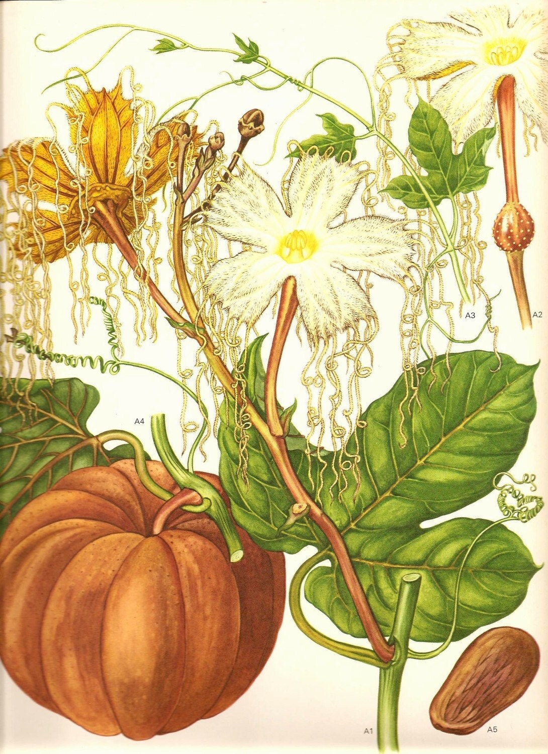 Botanical illustration тыква. семена тыквы акварель.