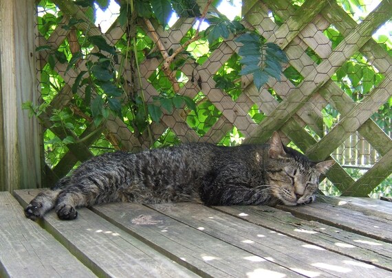 ACEO Cat Photo Smiling Bob