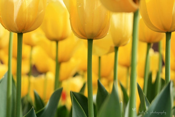 Tiptoed- Under the Tulips! 